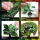 Colored Paper Plants - Lilly Pads