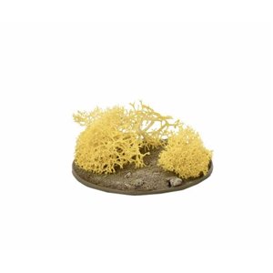 Yellow Lichen