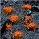 Gamers Grass Tufts: Orange Flowers
