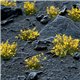 Gamers Grass Tufts: Yellow Flowers