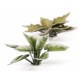 Laser Plants - Plantain Lily - Funkia